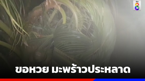 โค้งสุดท้าย! บุกขอโชคมะพร้าวประหลาด คล้ายงวงช้าง