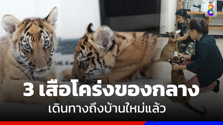 3 เสือโคร่งของกลาง เดินทางถึงบ้านใหม่ "ศูนย์พัฒนาการจัดการสัตว์ป่าบึงฉวาก" ปลอดภัยทุกตัว