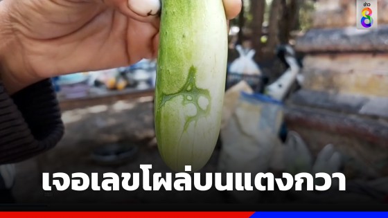 ชาวบ้านร่วมงานบุญ ที่วัดป่าพุทธนิมิตร จ.สุรินทร์ เจอเลขโผล่บนแตงกวา