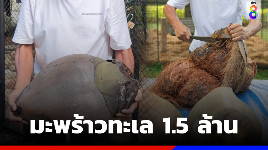 ฮือฮา! สวนนงนุชโชว์ปอกมะพร้าวทะเล 11 ลูก มูลค่ารวมกว่า 1.5 ล้านบาท