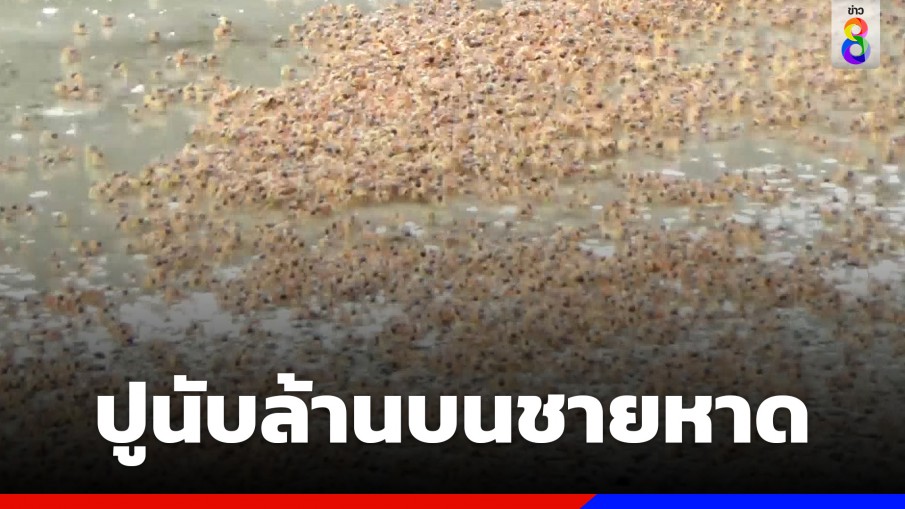 กองทัพปูทหารนับล้านตัว โผล่หากินชายหาดหยงหลิง 