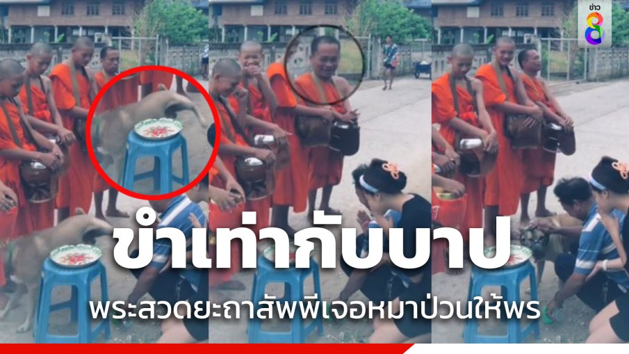 คลิปไวรัลสุดฮา พระสมาธิหลุดเป็นแถวเจอหมาฉี่ ขำเกือบขิต