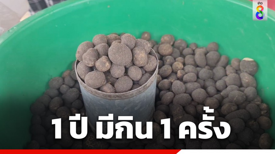 "เห็ดถอบ" ออกแล้ว ขายสดราคาพุ่งสูงลิตรละ 300 บาท