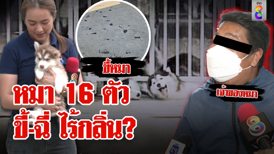 หมา 16 ตัว ขี้-ฉี่ ไร้กลิ่น?