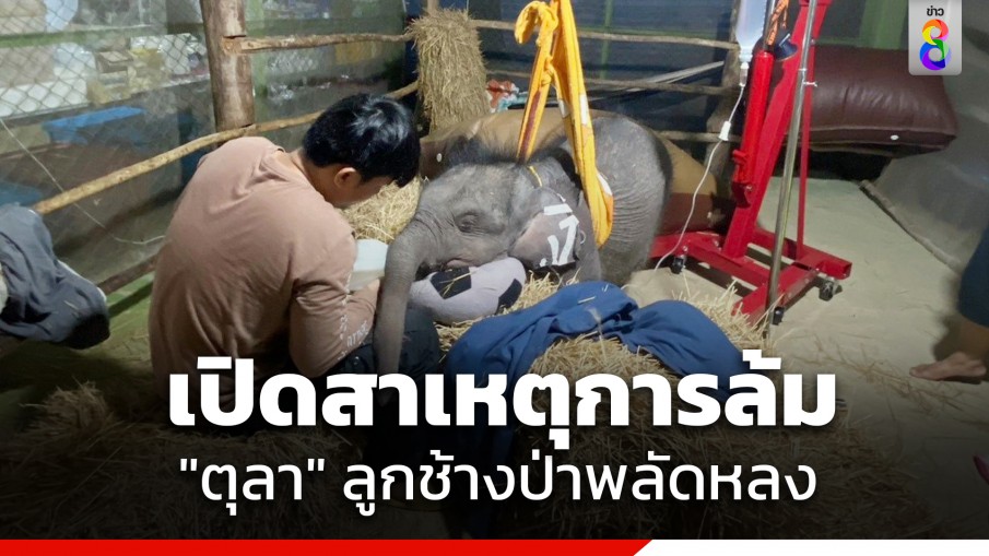 กรมอุทยานฯ แจ้งผลชันสูตรเบื้องต้นถึงสาเหตุการล้มของ "ตุลา" ลูกช้างป่าพลัดหลง