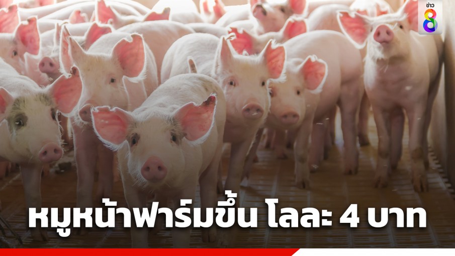 วันนี้ 5 ธ.ค. 66 หมูขึ้นราคาหน้าฟาร์ม กิโลกรัมละ 4 บาท