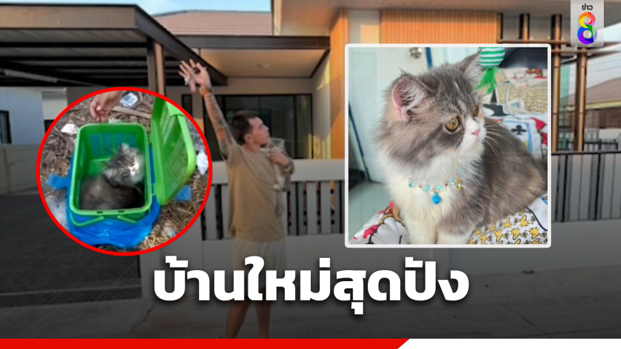 เหมียวถูกทิ้ง ได้บ้านใหม่ ชื่อใหม่ สุดปัง