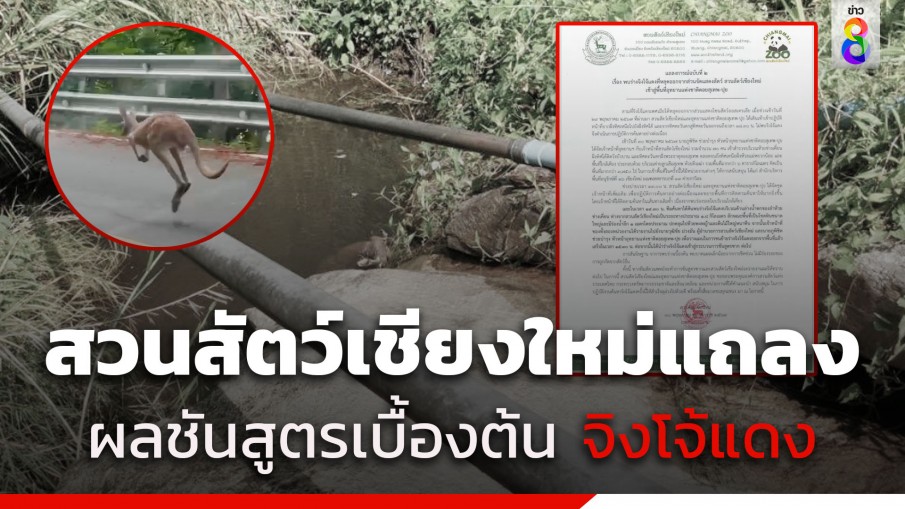 สวนสัตว์เชียงใหม่ ออกแถลงพบร่าง "จิงโจ้แดง" ตายในน้ำตกห้วยช่างเคี่ยน