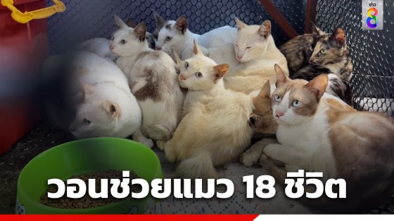 สะเทือนใจ! คนเช่าทิ้งบ้านหนี จับแมว 18 ตัว ยัดกระสอบ ทิ้งตากแดด เพื่อนบ้านรุดช่วย วอนผู้ใจบุญรับเลี้ยง