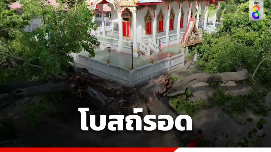 ต้นโพธิ์ 200 ปีโค่น แยก 3 เสี่ยง โบสถ์รอดหวุดหวิด