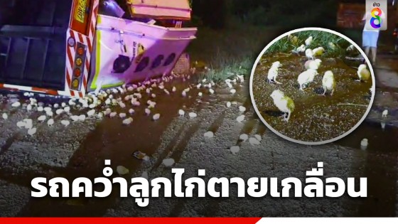 ฝนตกถนนลื่น! รถบรรทุกลูกไก่ 6 หมื่นตัวพลิกคว่ำ ตายนับพันตัว