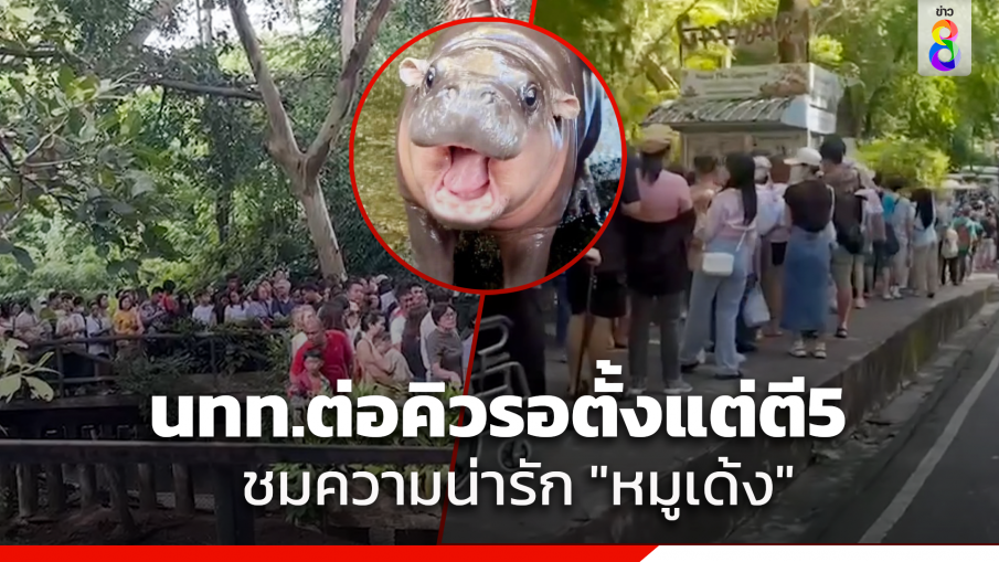 นักท่องเที่ยวแห่ต่อคิวตั้งแต่ตี 5 รอชม "หมูเด้ง" เช็กตารางกิจวัตรประจำวัน