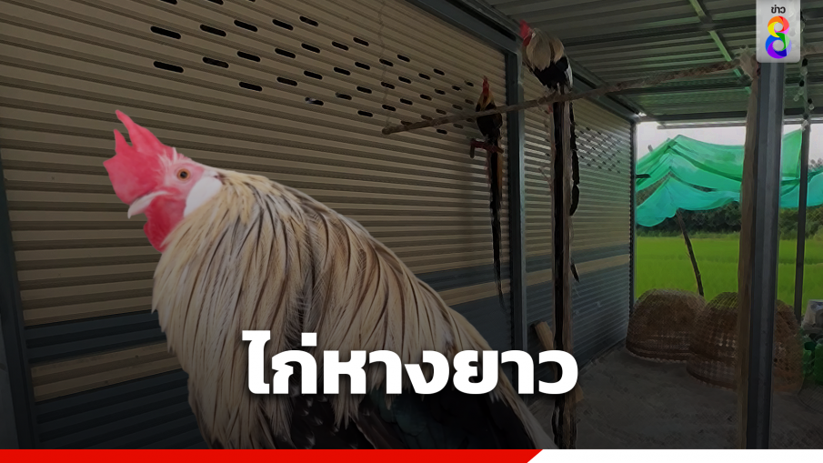 "ณเดชน์" ไก่หางยาวพันธุ์ญี่ปุ่น หนุ่มขอนแก่นเพาะขายสร้างรายได้