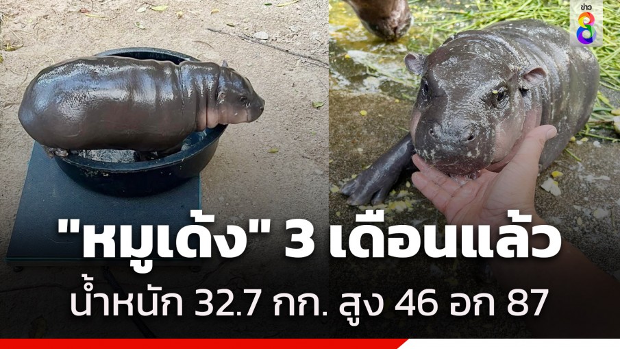 เปิดน้ำหนัก-ส่วนสูง "หมูเด้ง" อายุครบ 3 เดือนแล้ว