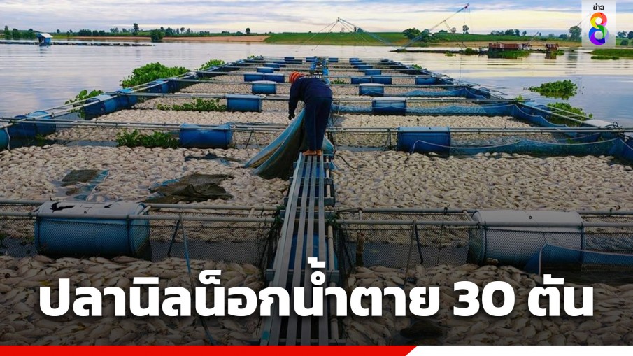 ผู้เลี้ยงปลากระชังในเขื่อนลำปาวอ่วม ปลานิลตายกว่า 30 ตัน สูญเกือบ 20 ล้านบาท