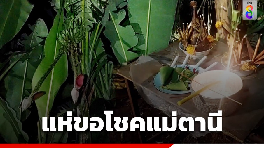 สุดแปลก! กล้วยตานีออกปลีคู่ในเครือเดียว ชาวบ้านแห่ขอโชค