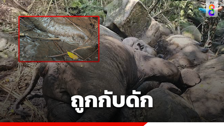 ช้างภูหลวง ถูกกับดักสปริงเสียชีวิต