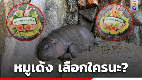 ลุ้นเลย! หมูเด้ง เสี่ยงทายผู้นำสหรัฐฯ คามาลา แฮร์ริส - โดนัลด์ ทรัมป์ น้องเลือกใครนะ?