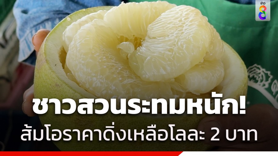 ผู้ปลูกส้มโอเมืองกาญจน์ระทมหนัก ส้มโอราคาดิ่งจาก 12 บาท เหลือแค่ 2 บาท