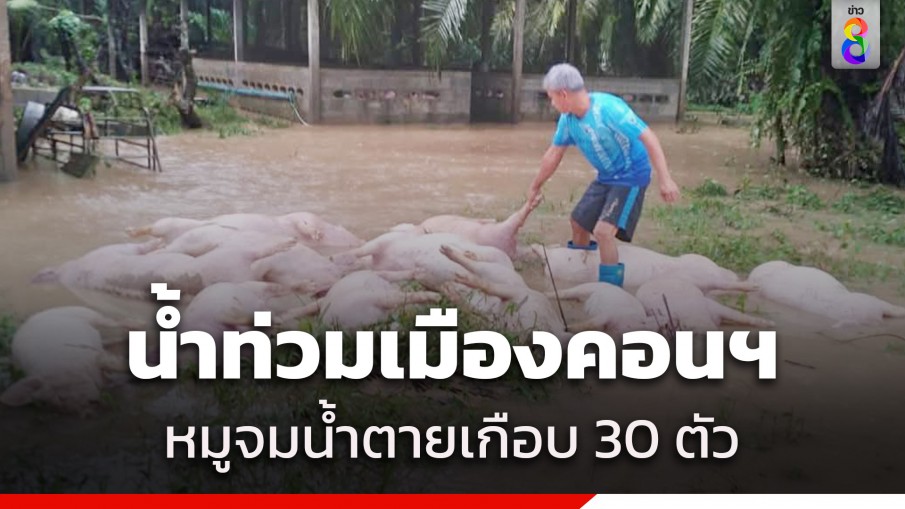 ฝนถล่มเมืองคอนฯ น้ำป่าไหลท่วมคอก หมูตายเกือบ 30 ตัว