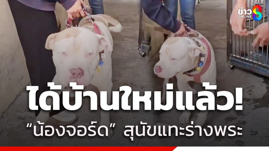 ได้บ้านใหม่แล้ว! "จอร์ด" สุนัขแทะร่างพระเจ้าของ มีผู้ใจบุญนำไปเลี้ยงดู 