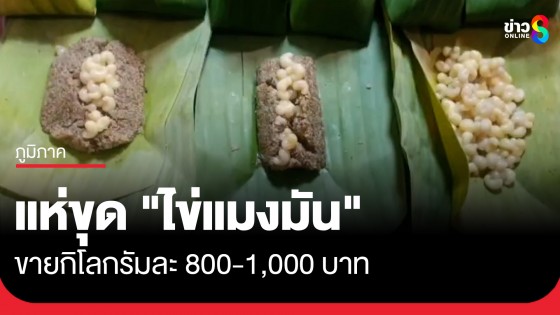 1 ปีมีครั้ง! ชาวบ้านแห่ขุด "ไข่แมงมัน" ขายกิโลฯละ 800 -1,000 บาท