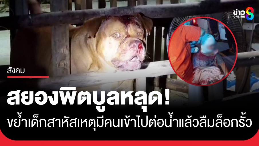 พิตบูลหลุดลากเด็ก 6 ขวบจากเตียงขย้ำคอ-หัวสาหัส หลังเพื่อนบ้านเข้าไปต่อน้ำแล้วลืมล็อกรั้ว