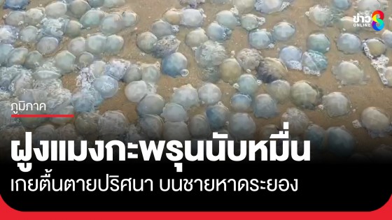 ตะลึง! ฝูงแมงกะพรุน นับหมื่นตัว เกยตื้นตายปริศนา บนชายหาดระยอง